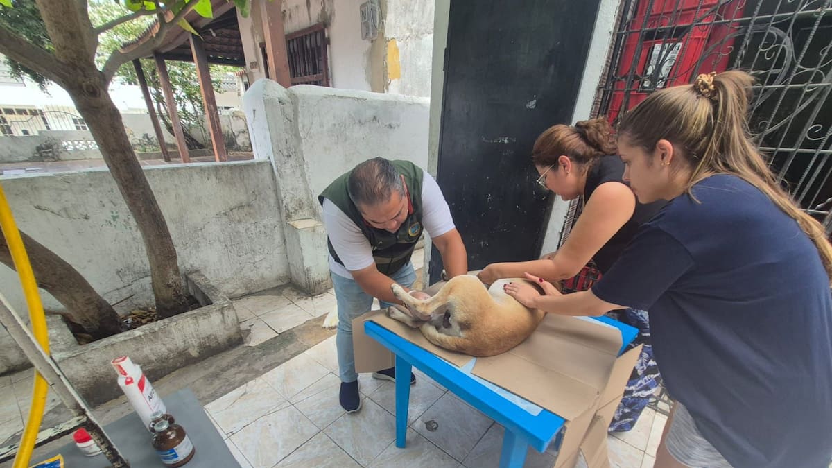 Umata reitera canales oficiales para reportar emergencias y casos de maltrato animal en Cartagena