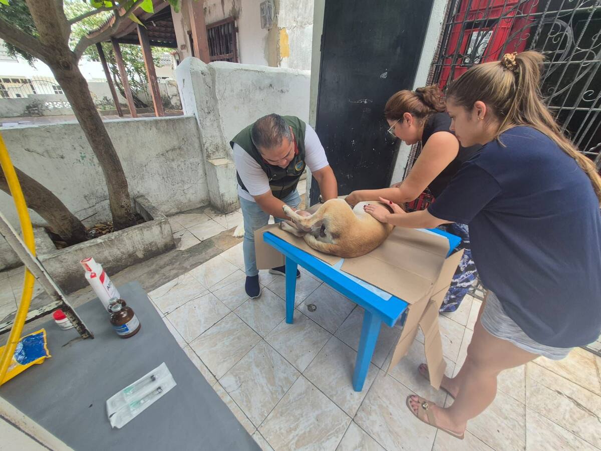Umata reitera canales oficiales para reportar emergencias y casos de maltrato animal en Cartagena