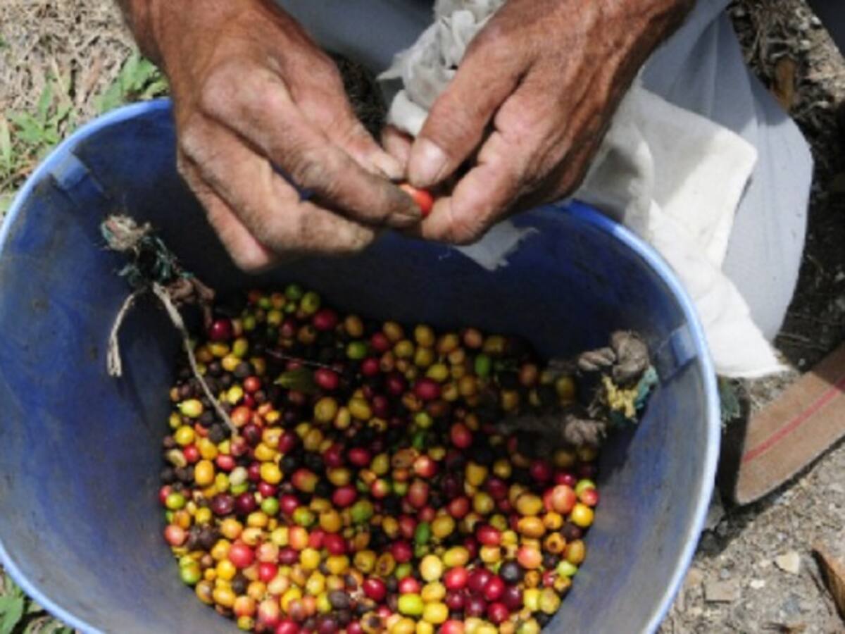 Producción de café superó el millón de sacos en enero