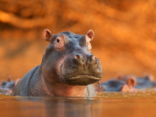 Exportarán hipopótamos de Pablo Escobar a India y México