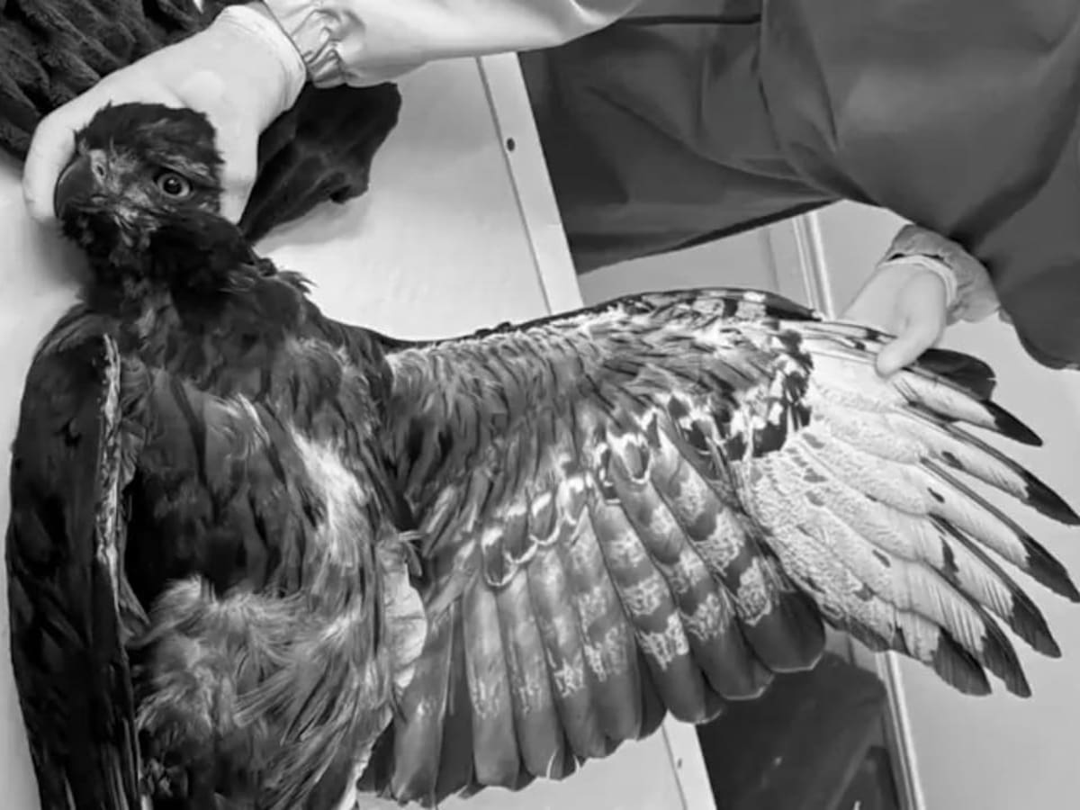 Muere águila crestada en peligro de extinción tras ser atacada en Antioquia