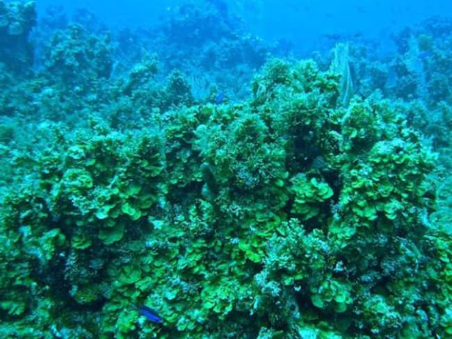 arrecifes colombianos.