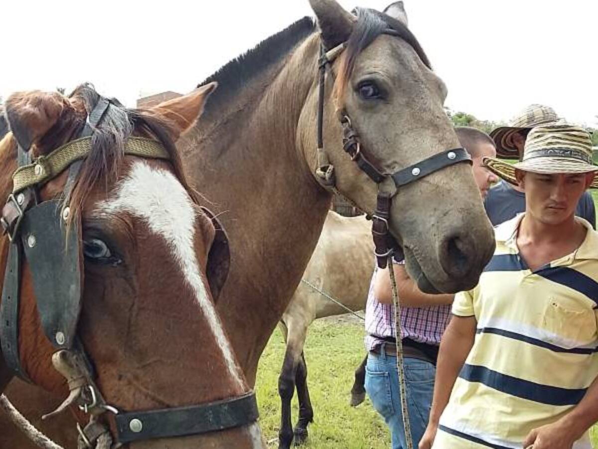 Armenia dice no más a los vehículos de tracción animal