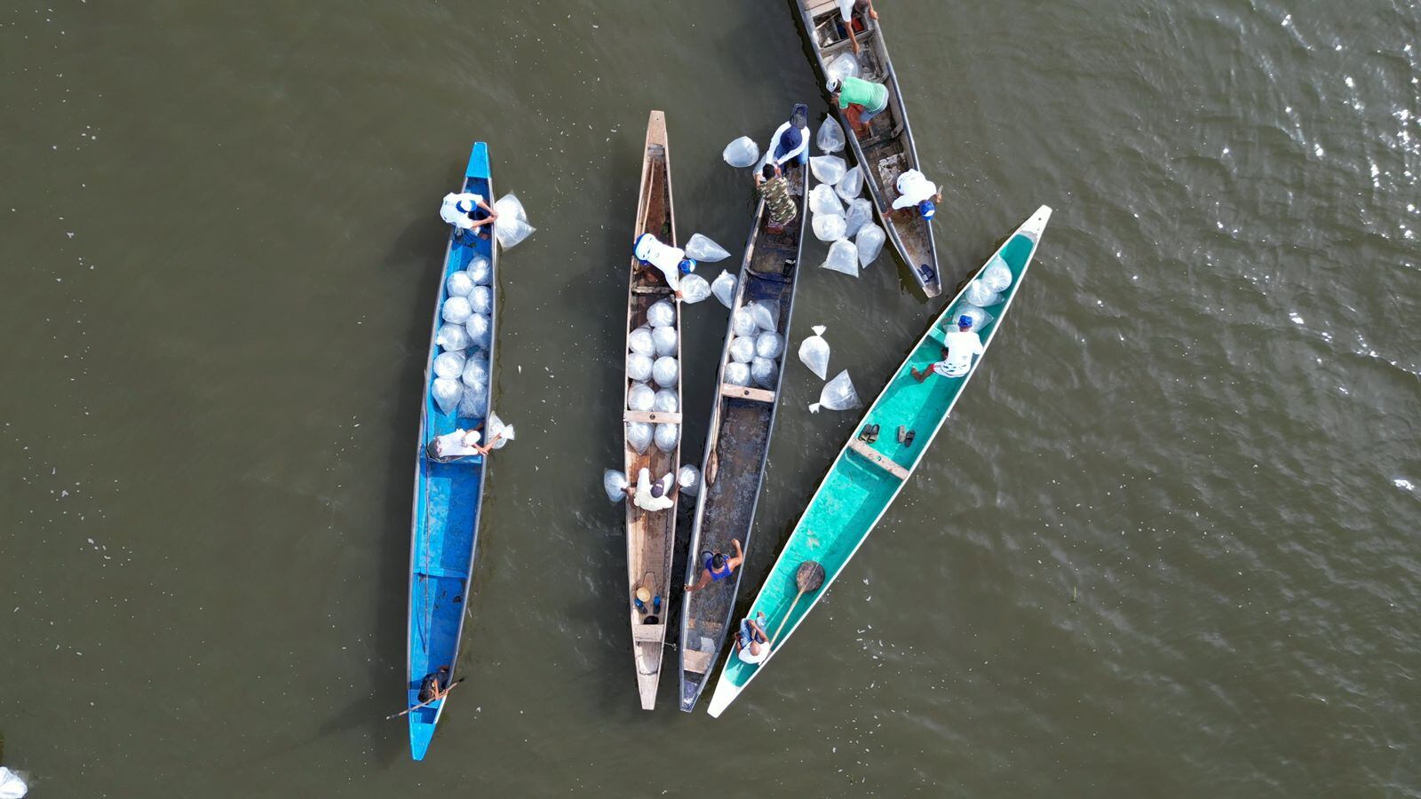 Siembra de alevinos en La Peña. Foto: Gobernación del Atlántico.