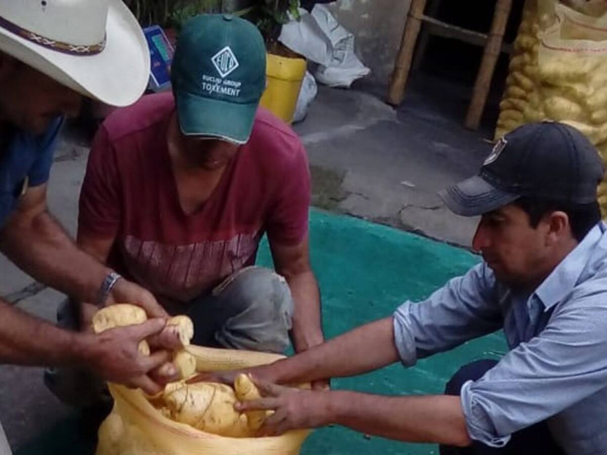 Más de 80 toneladas de arracachadejaron de salir de Cajamarca, Tolima