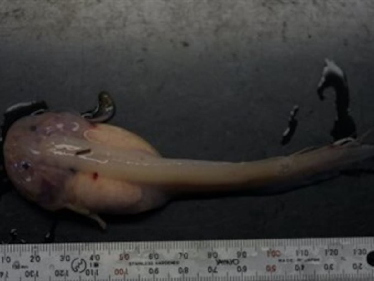 Descubren una nueva especie de pez caracol a siete kilómetros de profundidad