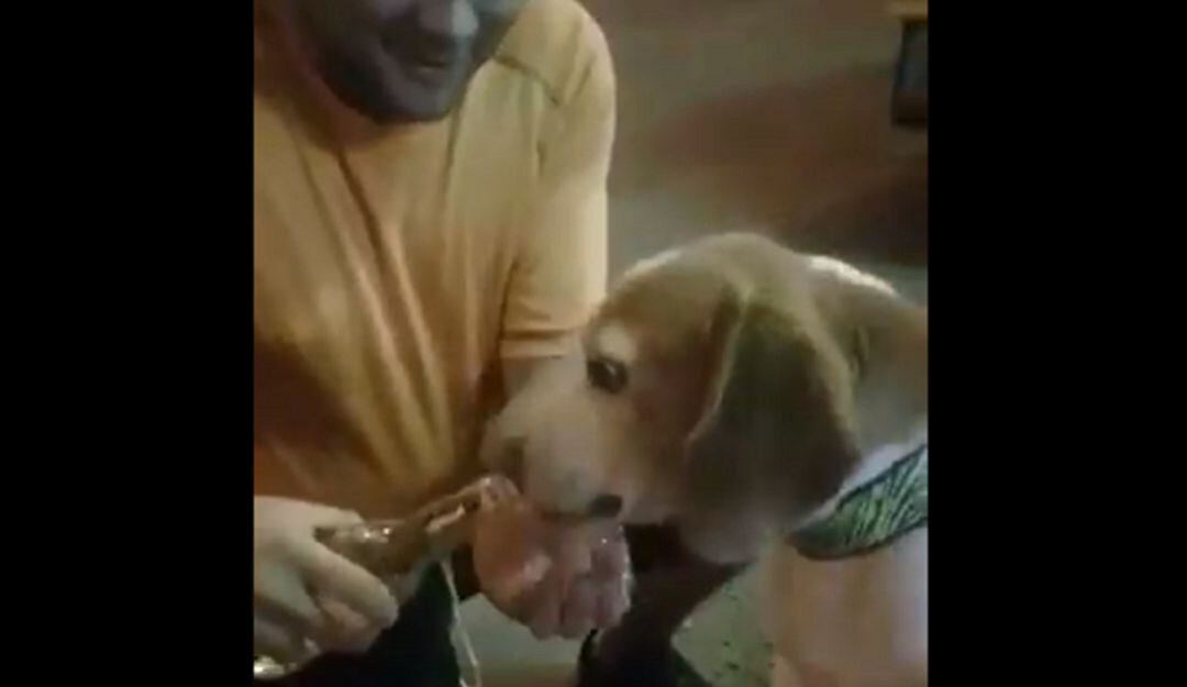 ¡Indignante! Hombre le dio una cerveza entera a su perro