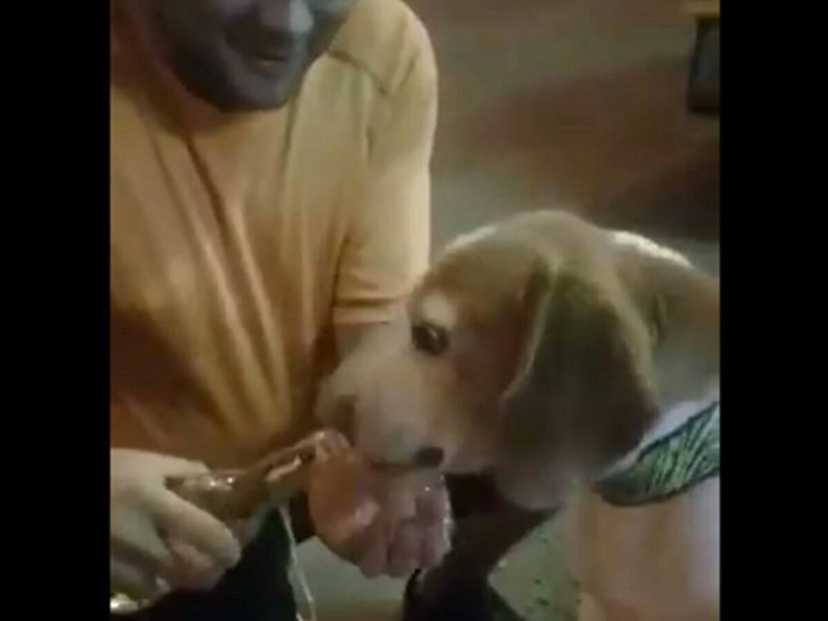 ¡Indignante! Hombre le dio una cerveza entera a su perro
