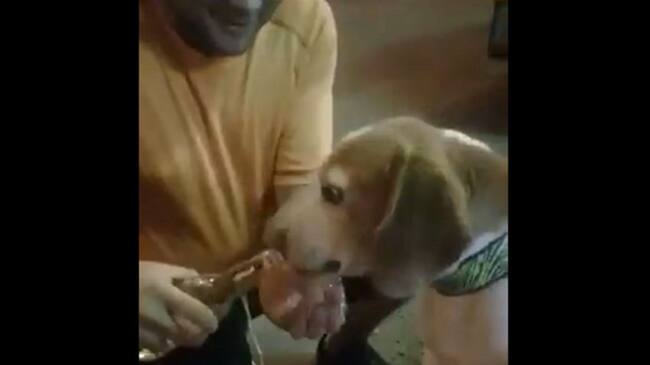 ¡Indignante! Hombre le dio una cerveza entera a su perro
