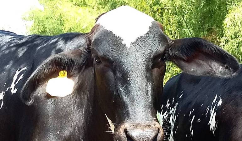 La escases hídrica ha sido tan alta que no ha suplido en lo más mínimo las necesidades que tiene el campo. 