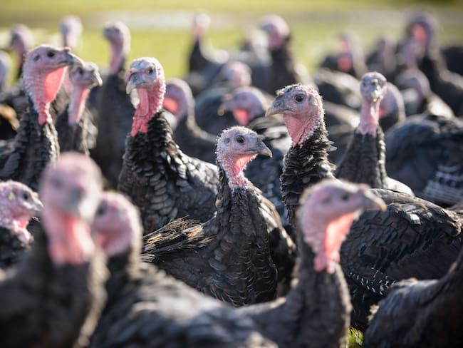 Propagación de gripe aviar ha eliminado más de 7 millones de pavos en EE.UU.