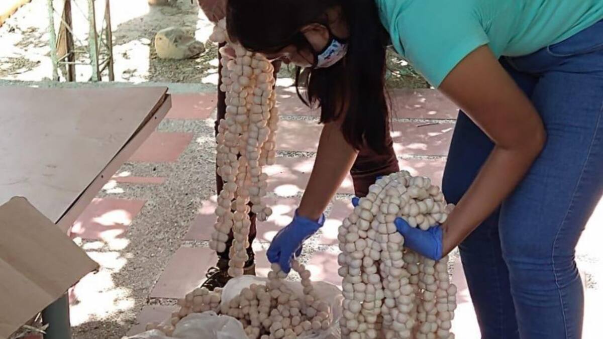 Decomisan en la vía Santa Marta-Barranquilla 4.300 huevos de iguana