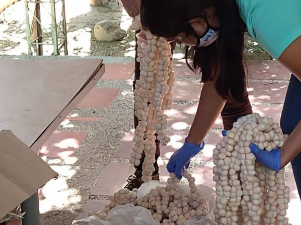 Decomisan en la vía Santa Marta-Barranquilla 4.300 huevos de iguana
