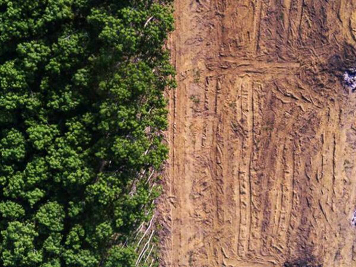 "Huesos Deforestados", una exposición artística y ambiental