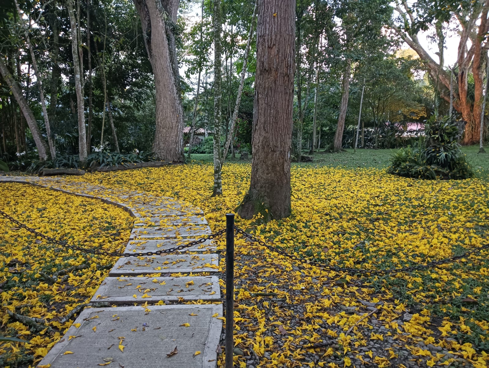 Los hermosos senderos amarillos que dejan los guayacanes florecidos en el Quindío, hacienda El Cabrero. Foto: Adrián Trejos