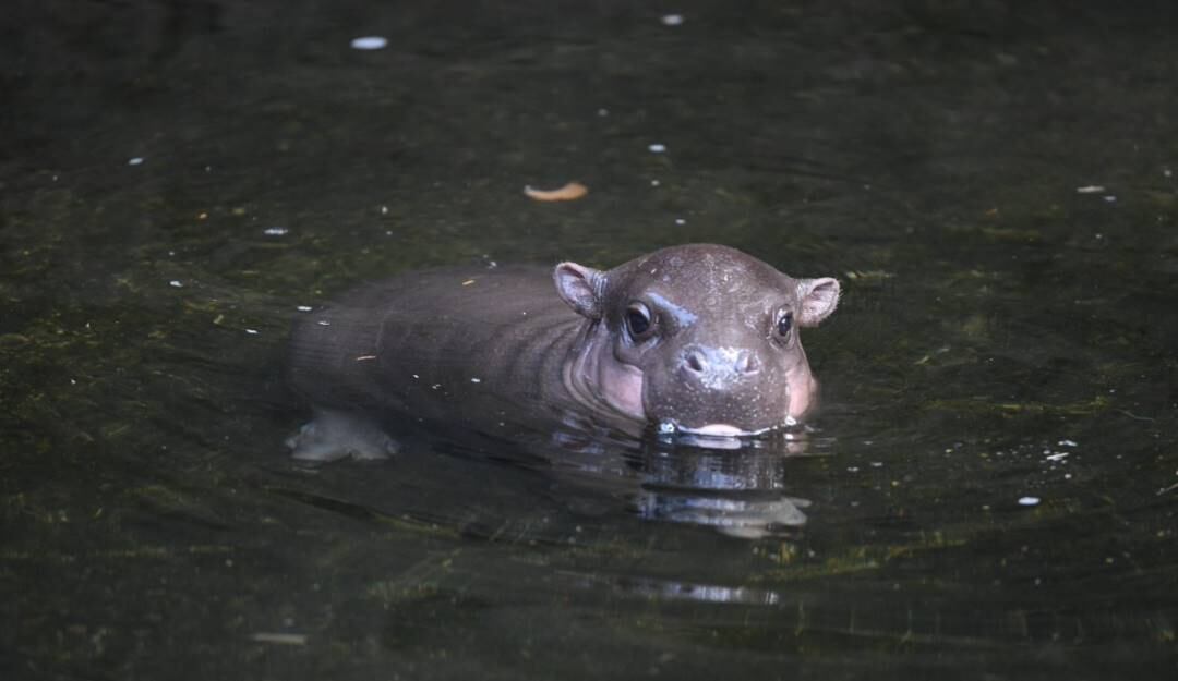 Gobierno declara como ‘especié invasora’ a hipopótamos de Escobar