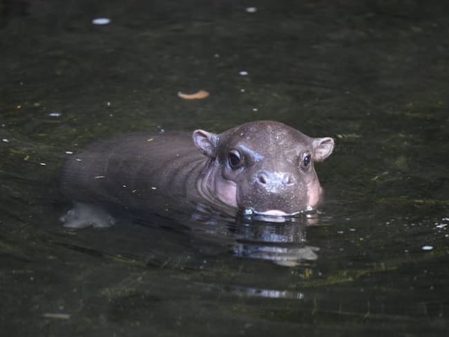 Gobierno declara como ‘especié invasora’ a hipopótamos de Escobar
