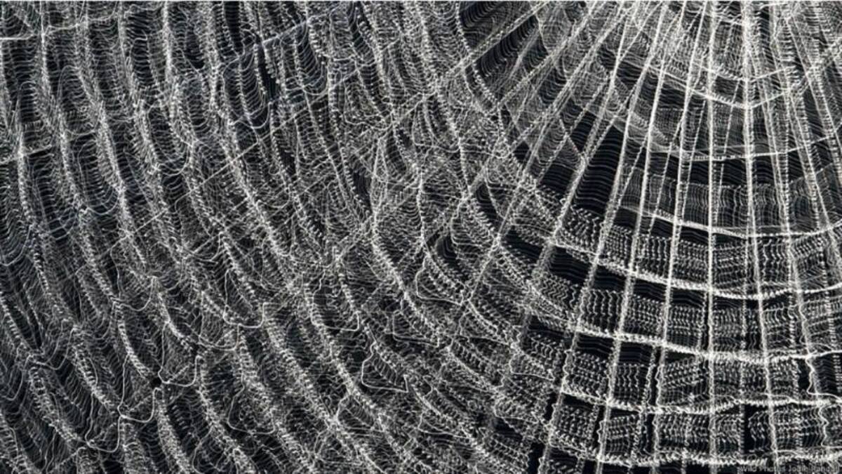 Jodie Randall redujo la exposición en esta foto para capturar una imagen abstracta de una tela de araña en el viento.