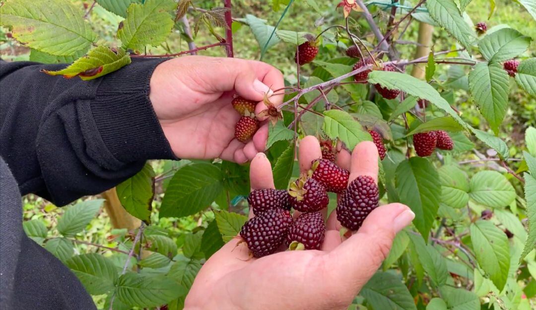 Moras orgánicas en Granada, Antioquia