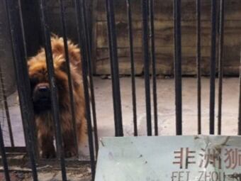 Mastin tibetano que pasaba por león en el zoológico. Foto: Difusión
