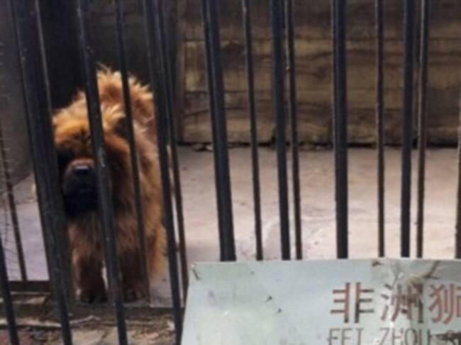Mastin tibetano que pasaba por león en el zoológico. Foto: Difusión