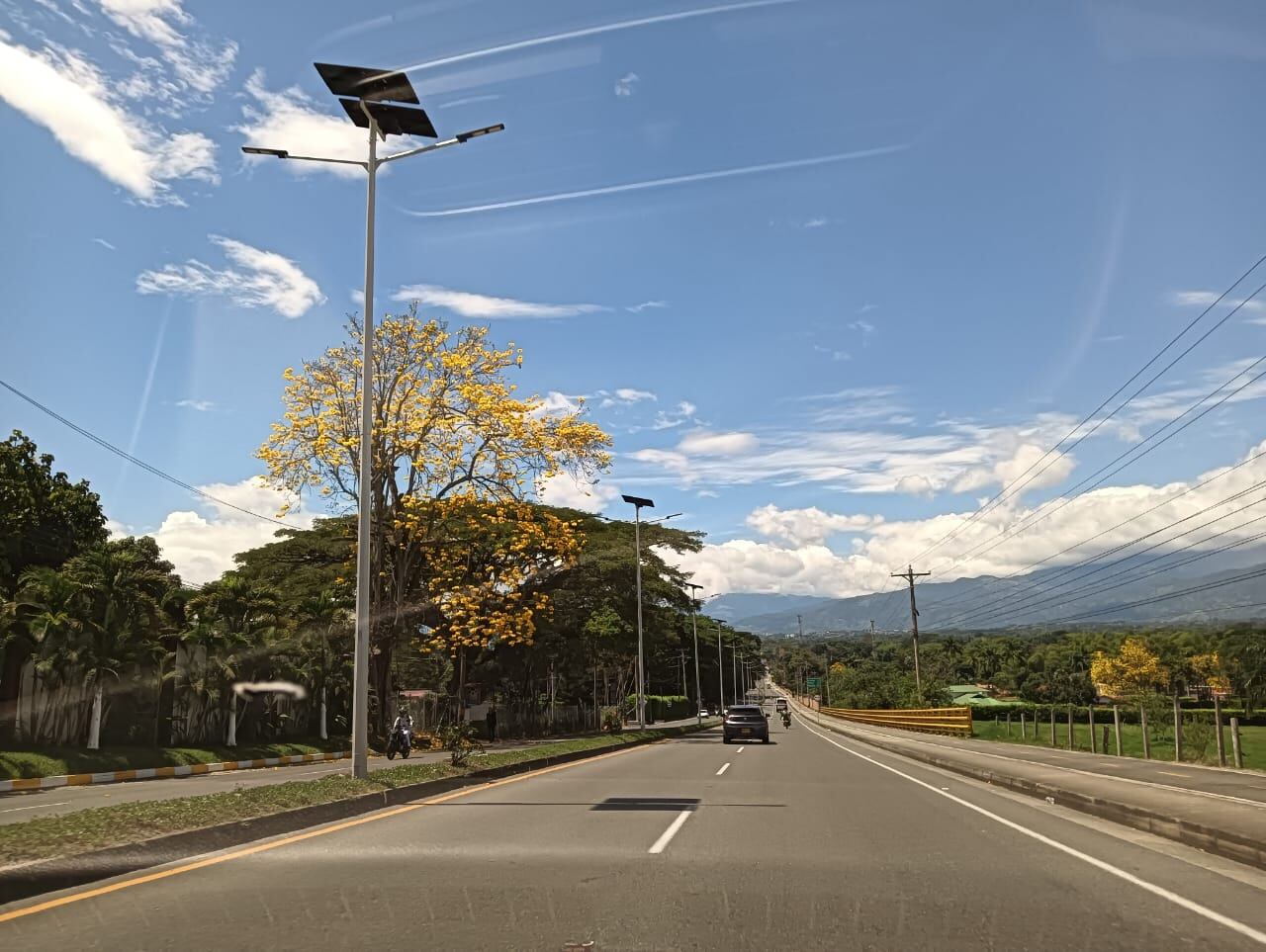 Días de guayacanes florecidos en el Quindío, vía Armenia Club Campestre. Foto: Adrián Trejos