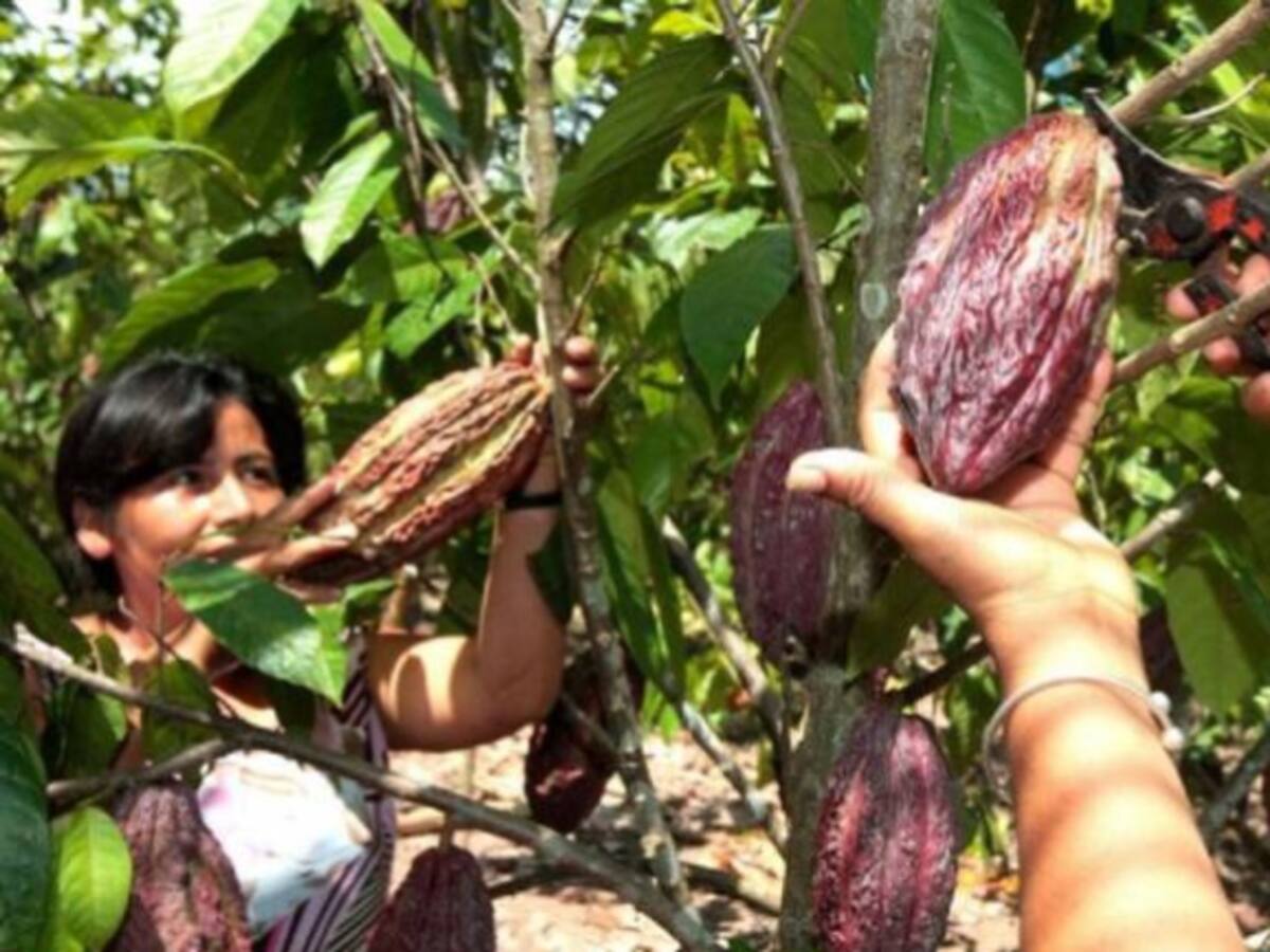 Más de 75 mil familias se beneficiaran de sustitución de cultivos ilícitos por Cacao: Pardo
