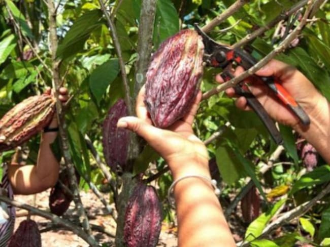 Más de 75 mil familias se beneficiaran de sustitución de cultivos ilícitos por Cacao: Pardo