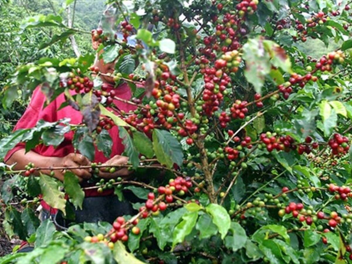Gerente de FNC habla sobre el resultado de la subasta del café colombiano en el exterior