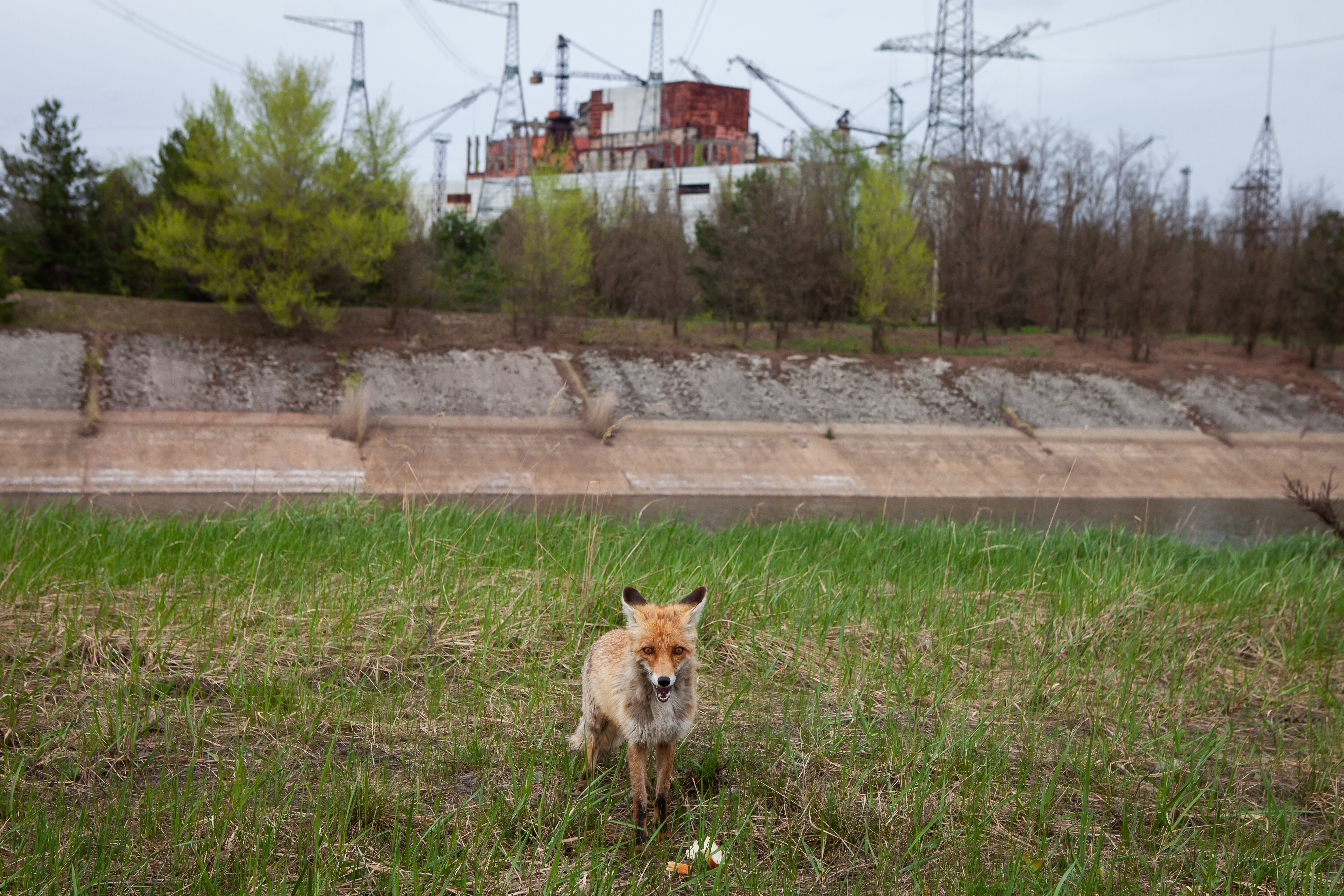 Un zorro camina cerca de la central nuclear de Chernóbil. Foto: Getty Images.