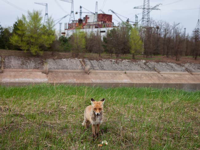 Un zorro camina cerca de la central nuclear de Chernóbil. Foto: Getty Images.