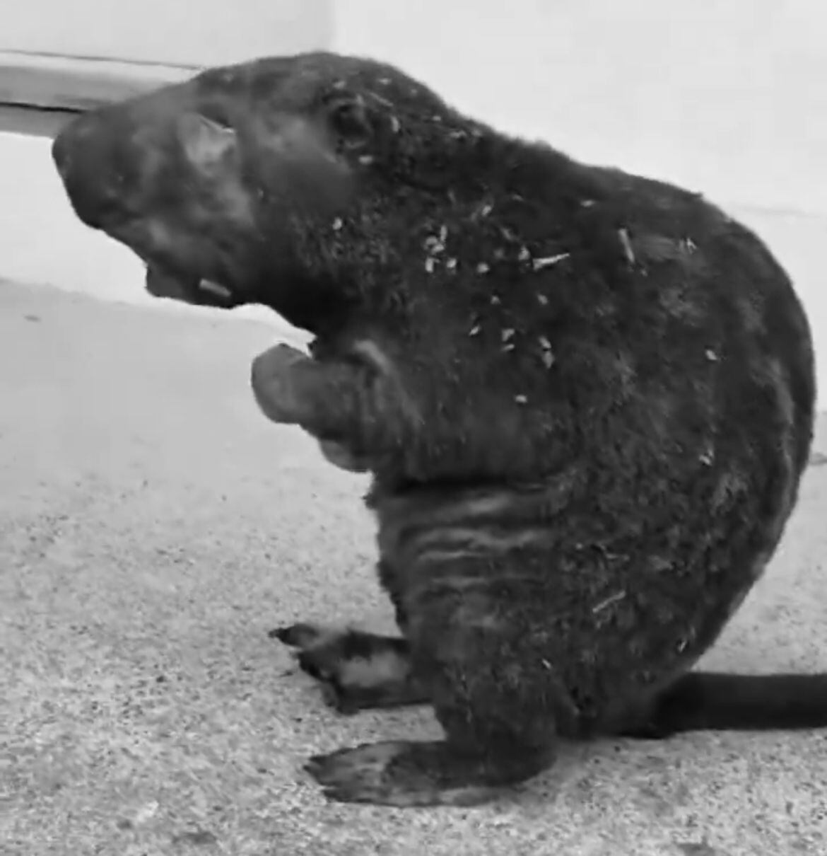 Murió Guardatinajas que rescatada en incendio de Gramalote.