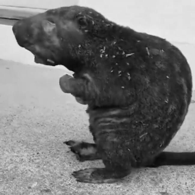 Murió Guardatinajas que rescatada en incendio de Gramalote.