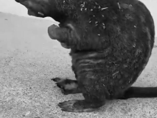 Murió Guardatinajas que rescatada en incendio de Gramalote.