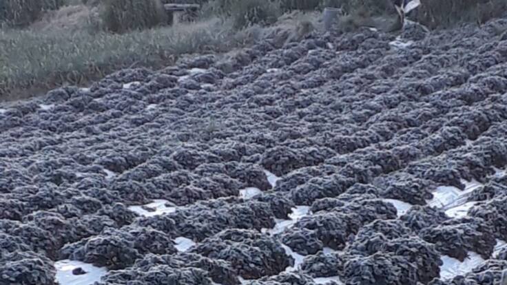 Activan plan de mitigación por heladas