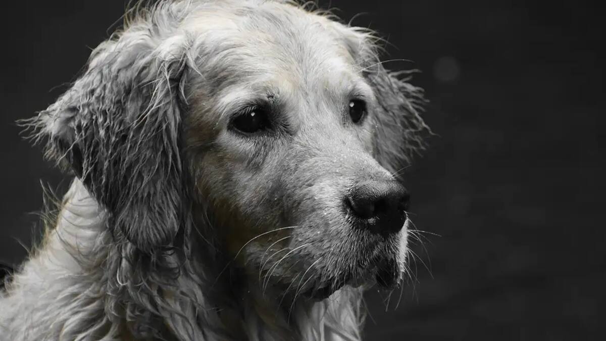 Hombre asesina a puñaladas a un perro que huía asustado por la pólvora en Facatativá