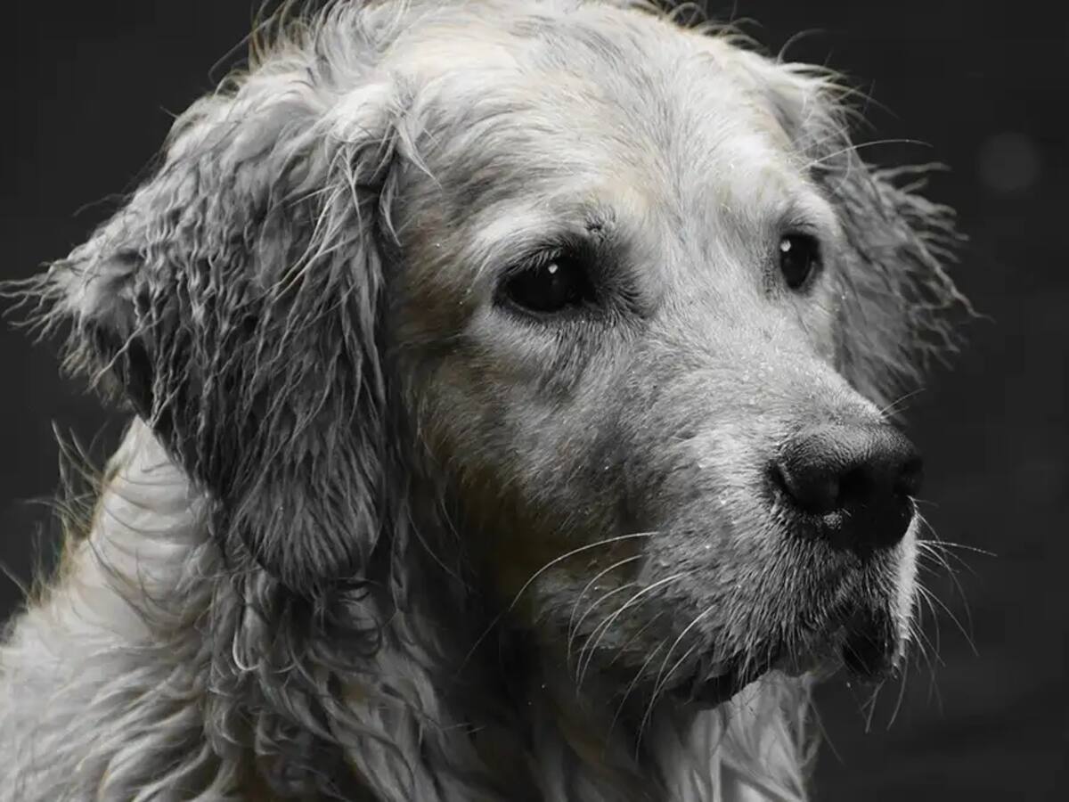 Hombre asesina a puñaladas a un perro que huía asustado por la pólvora en Facatativá