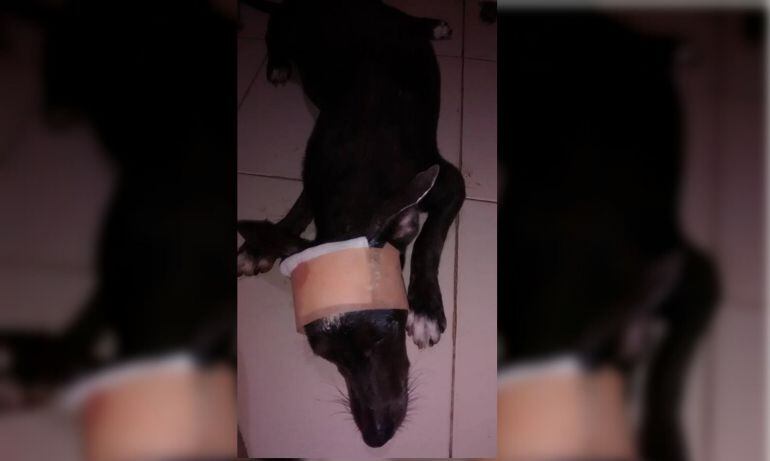 Pinky, una reconocida animalista de la ciudad, rescató al canino para someterlo a un tratamiento médico a raíz de su delicado estado de salud.