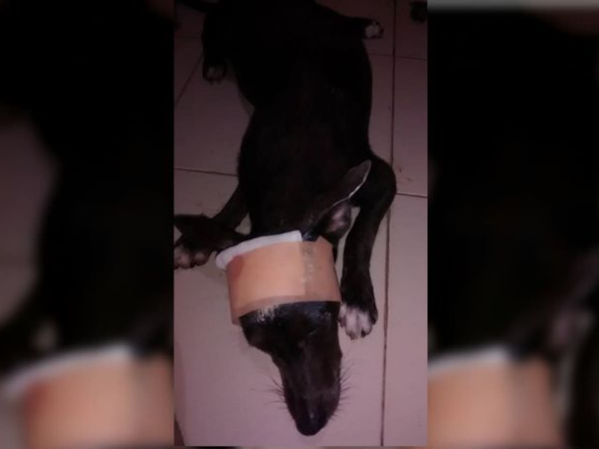 Animalistas rechazan ataque con machete a una perra
