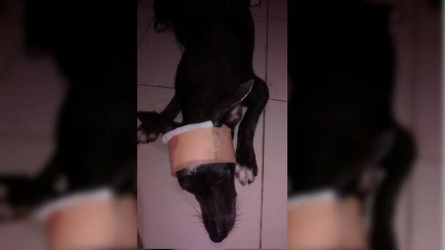 Pinky, una reconocida animalista de la ciudad, rescató al canino para someterlo a un tratamiento médico a raíz de su delicado estado de salud.