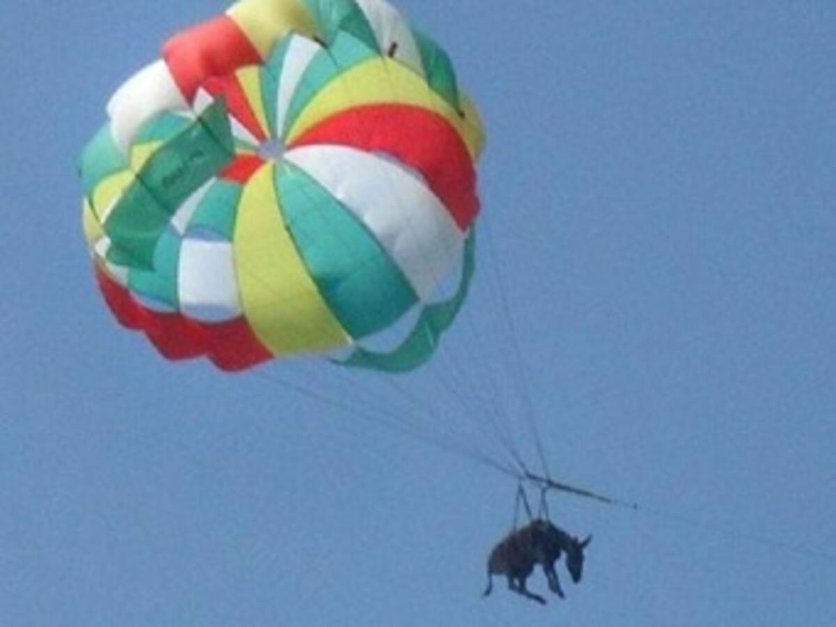 Brigitte Bardot pide castigar a los que hicieron volar un burro en paracaídas