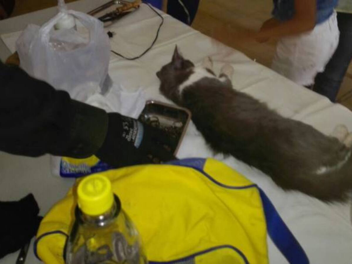 Fue Capturado en Cúcuta un abogado quien realizaba prácticas empíricas de veterinaria