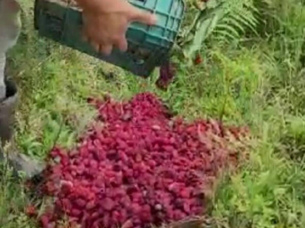 Agricultores botan mora dañada por no poder transportarla