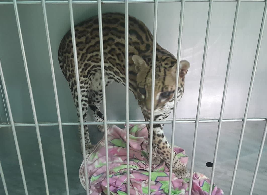 Tigrillo rescatado en Sitionuevo, Magdalena . Corpamag