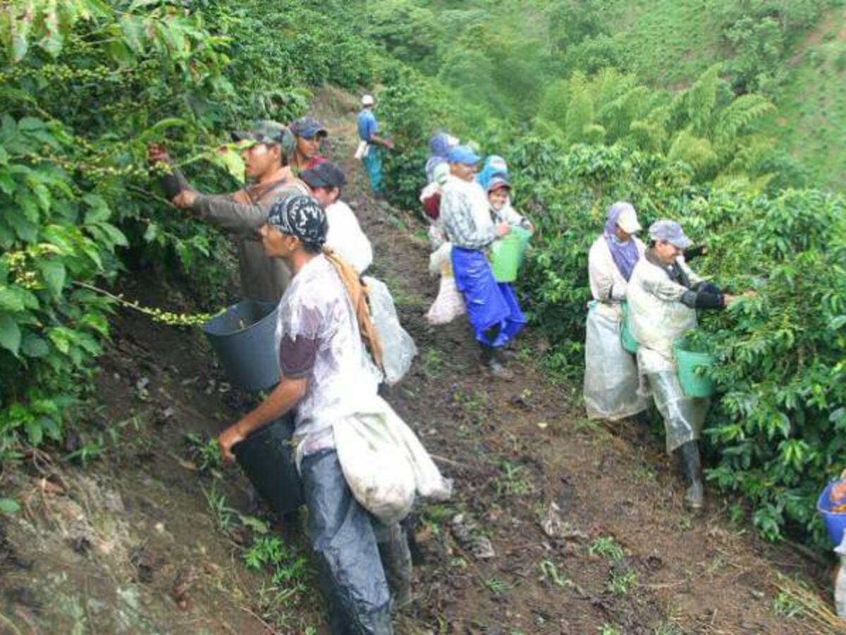En el último trimestre del año habrá disminución en la recolección de café
