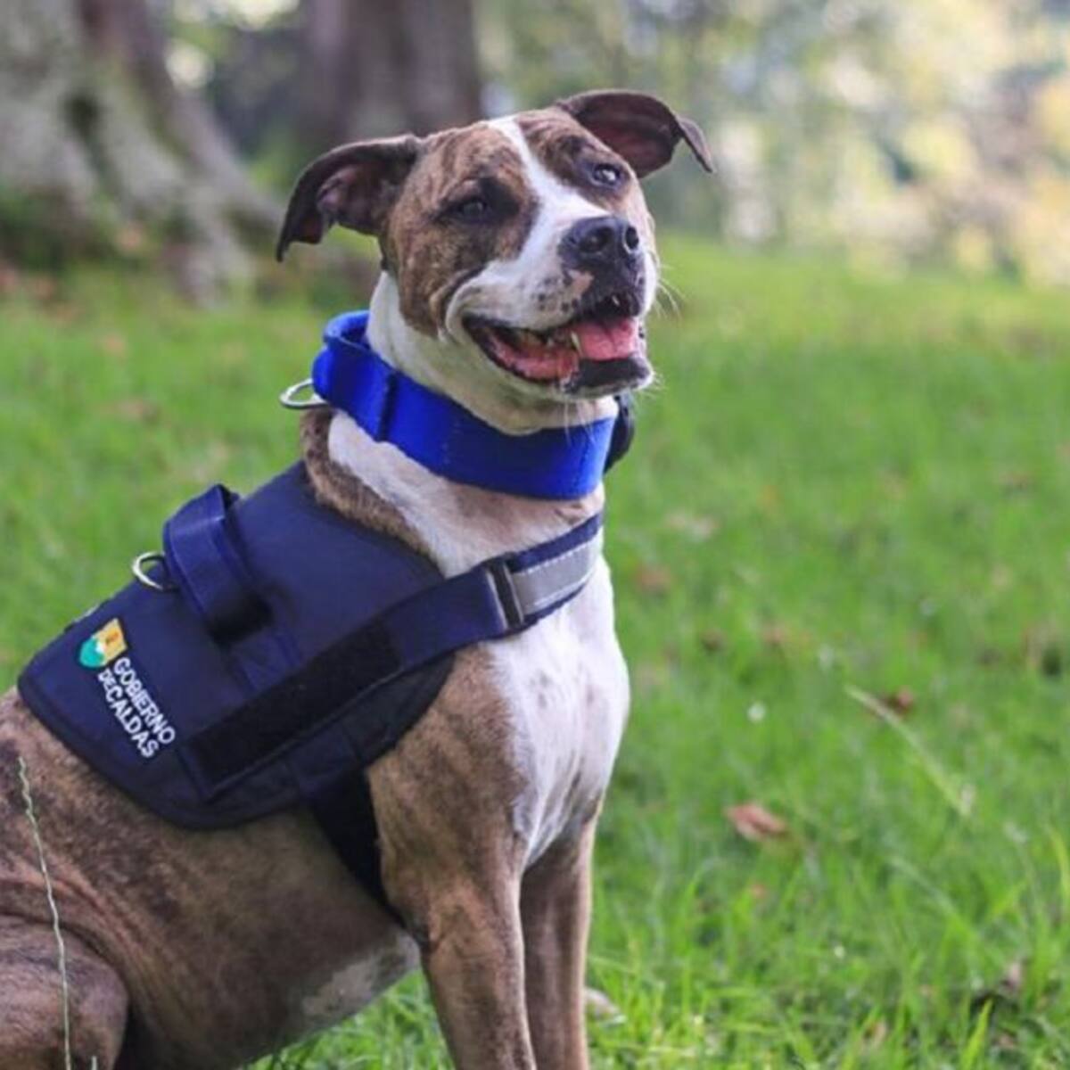 Capacitan a Inspectores en herramientas legales para protección de animales