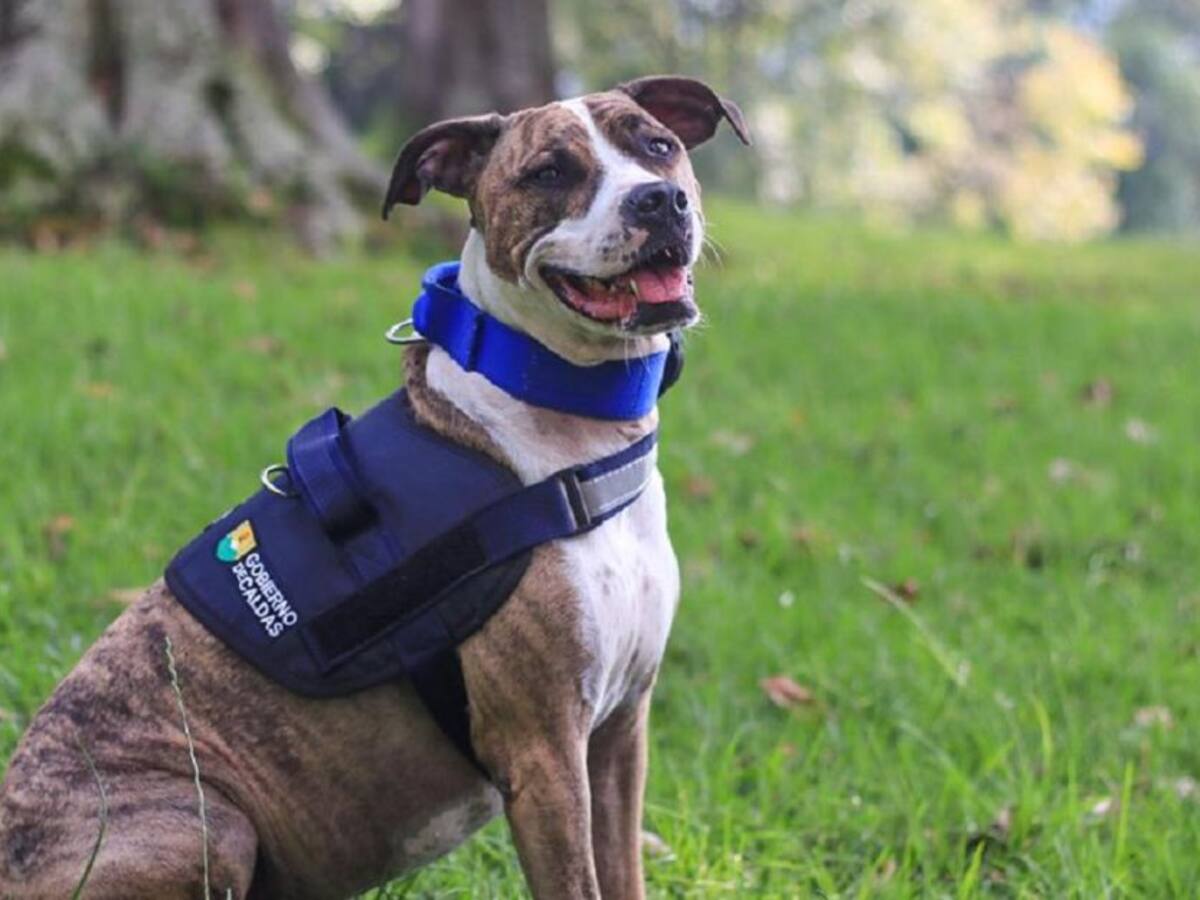 Capacitan a Inspectores en herramientas legales para protección de animales