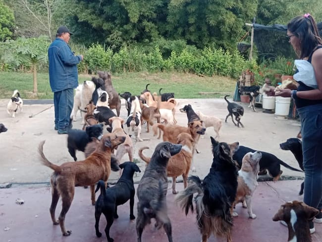 En riesgo de quedar en la calle se encuentran más de 300 perros y gatos de una fundación de Floridablanca...  En la fundación Libertad Animal, ubicada en la vereda Los Cauchos de Floridablanca, más de 350 animales están en riesgo de quedar en las ca