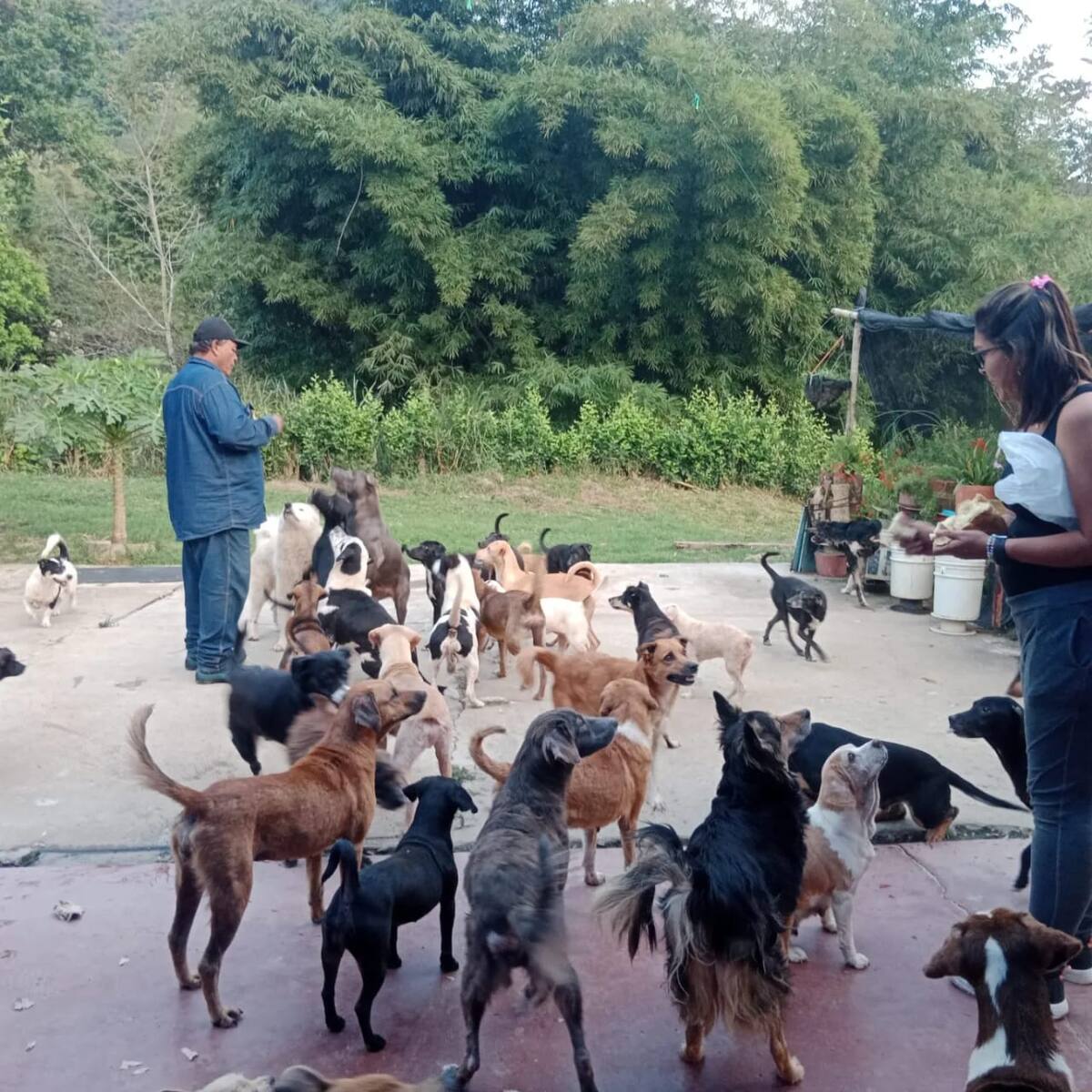 300 perritos a la calle por orden de desalojo