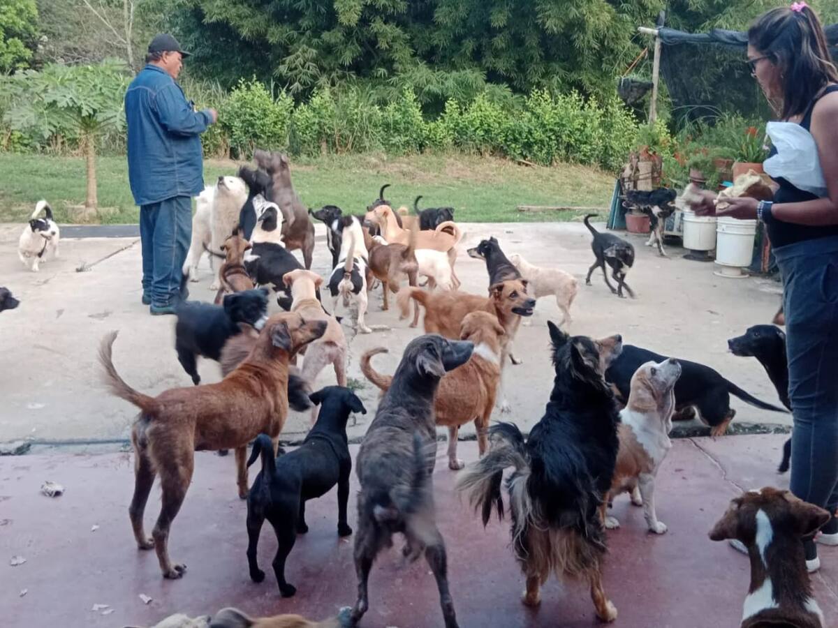 300 perritos a la calle por orden de desalojo